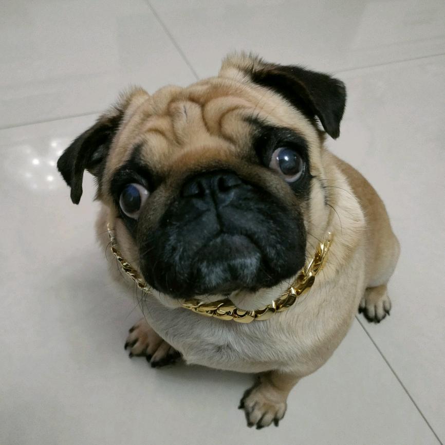 巴哥胖虎