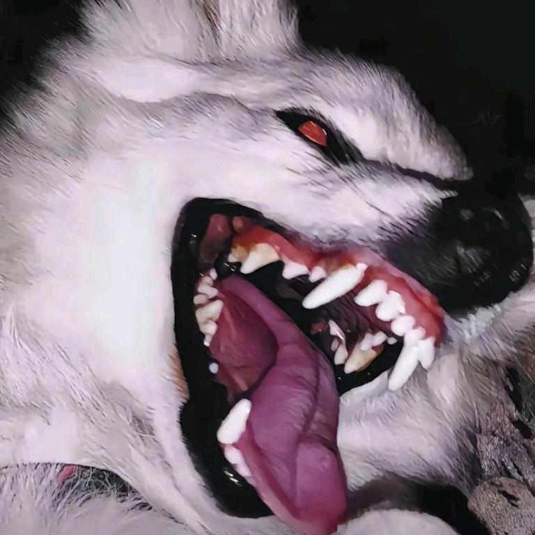 （ ᗜ ‸ ᗜ ）不嘻嘻