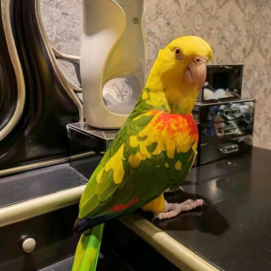 志同道合🦜（精养鹦鹉）
