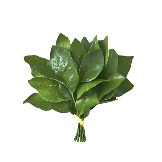 郑栀恩