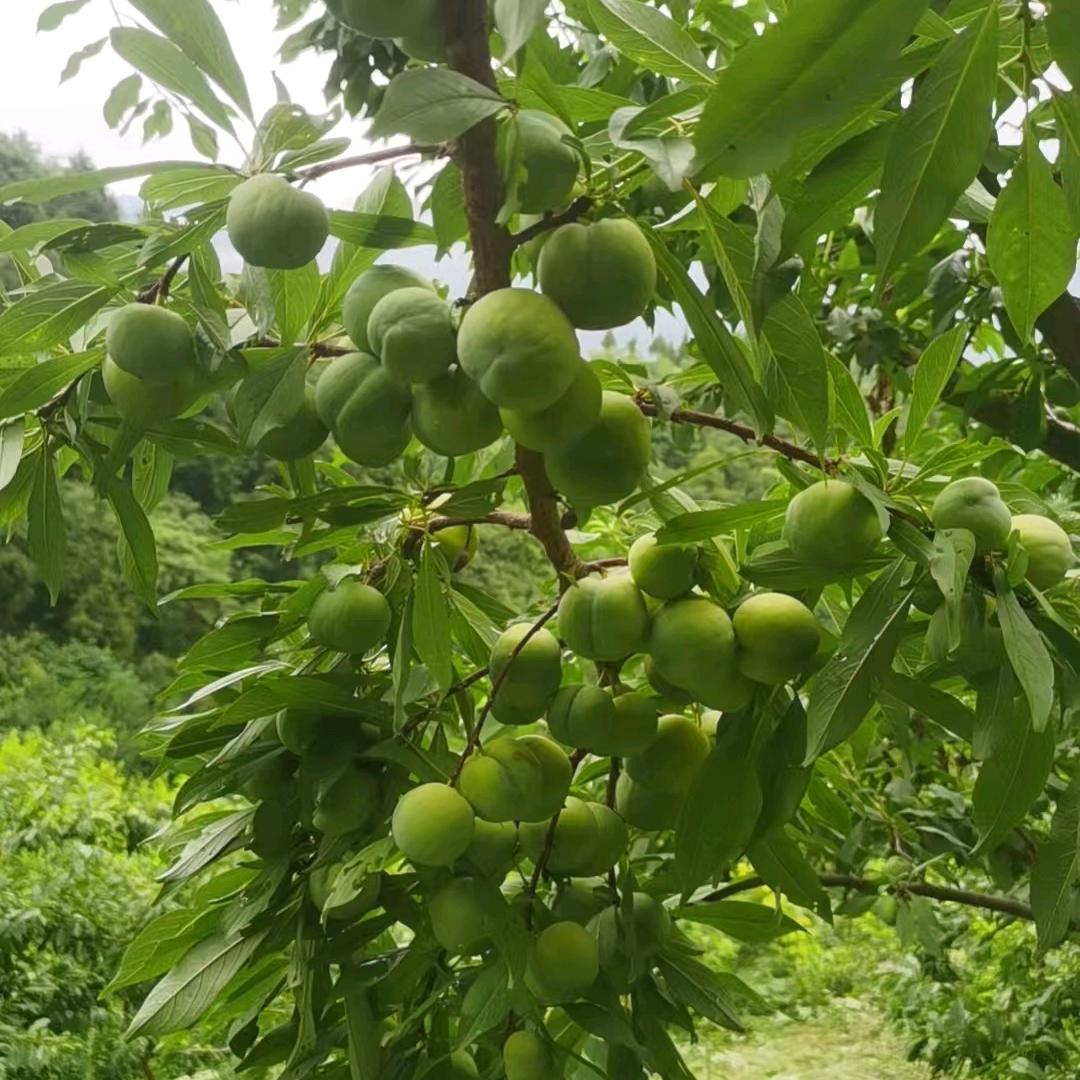巫山脆李—刘绪海