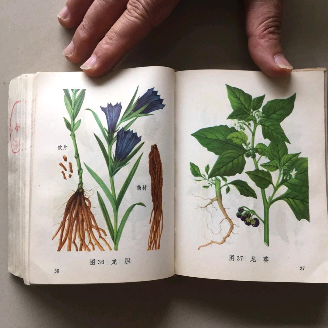 中草药剂师☘️