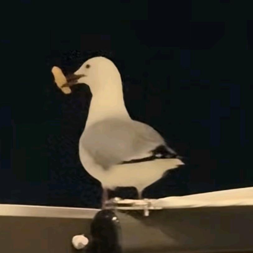 去码头整点薯条