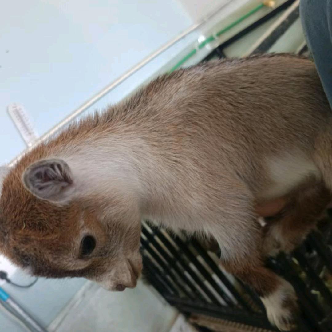 转转萌宠繁育基地（玉元泽宠物商贸）