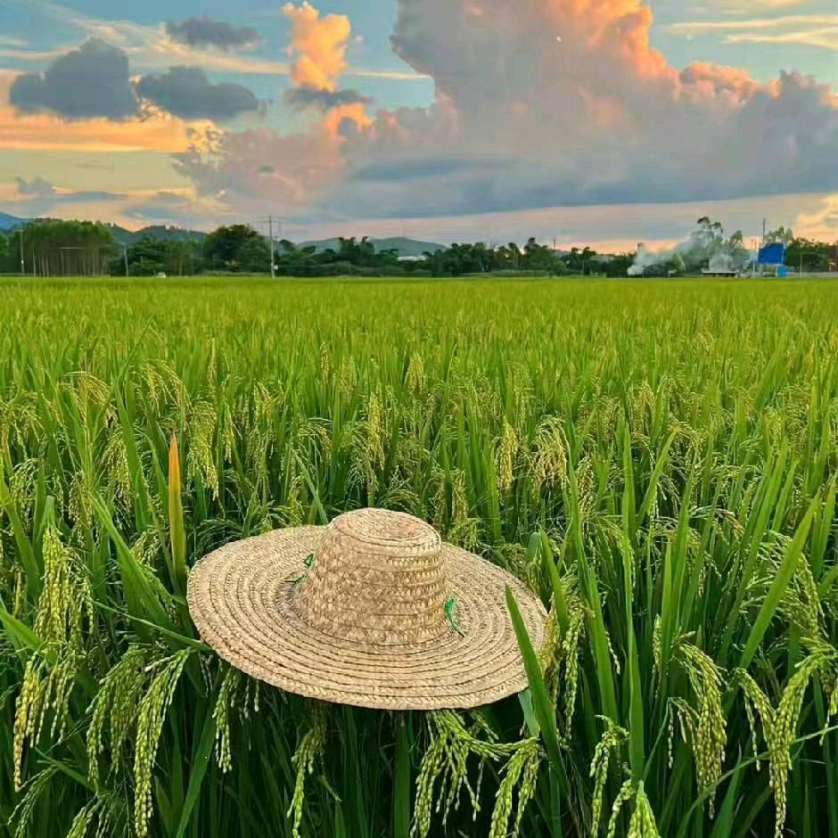 江西老表说药材