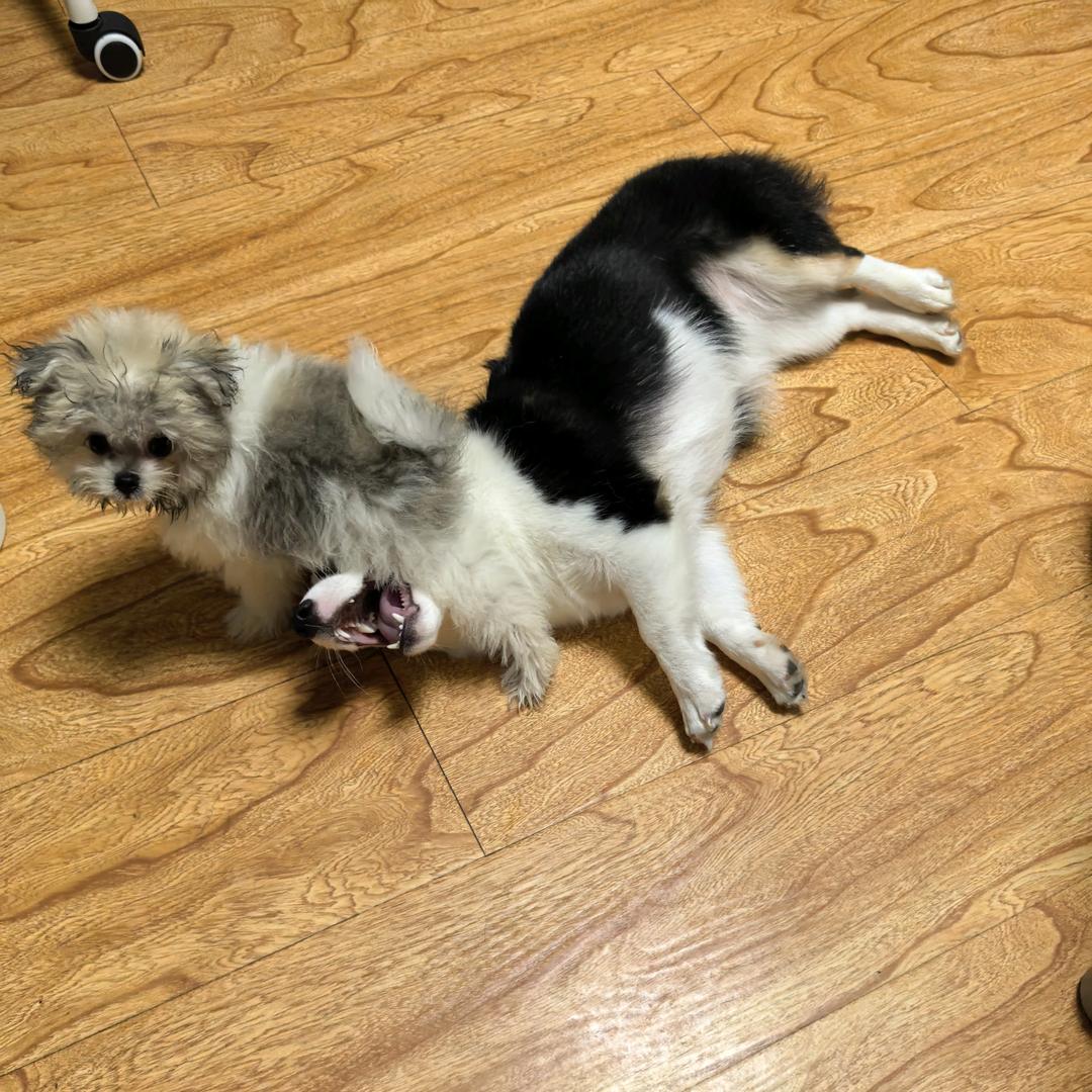 家有两条汪星人