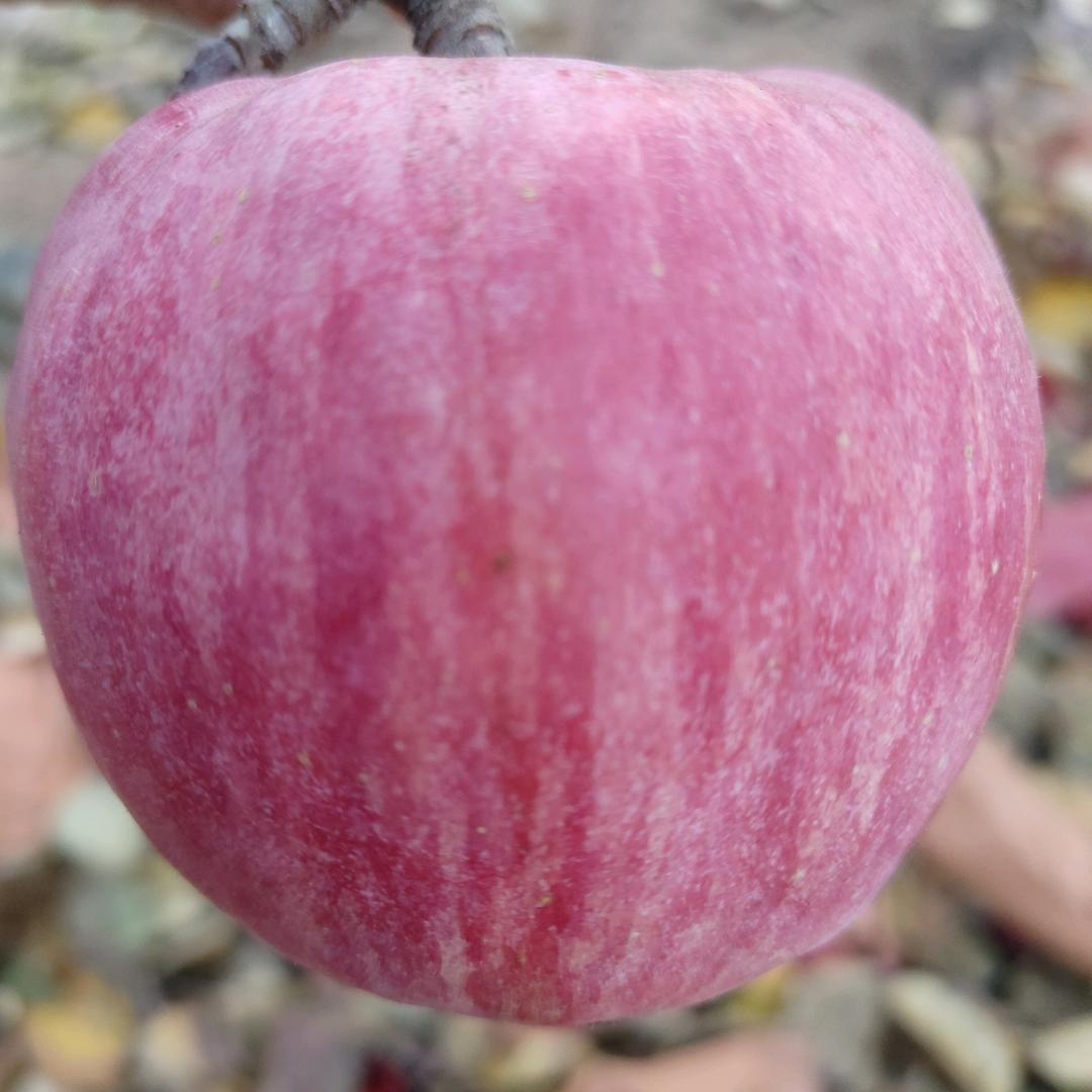 卖苹果梨的小董