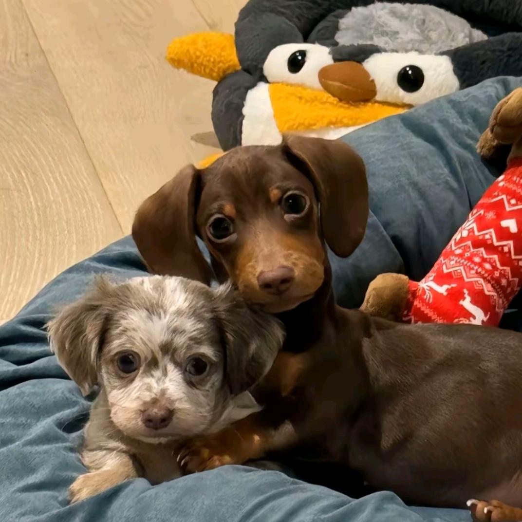 屎到淋头想搅便