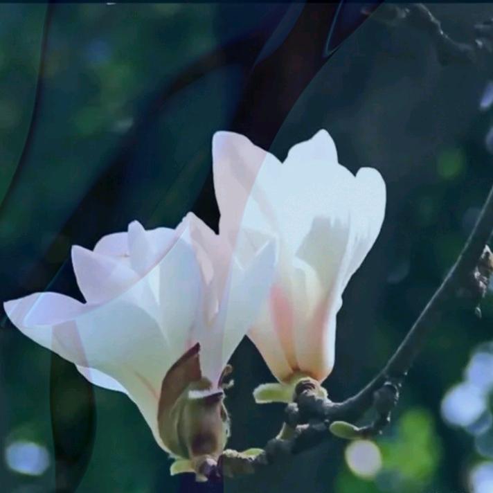 高爱月