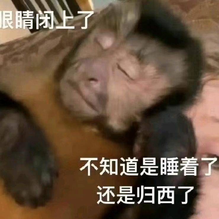 正经偷偷💤（鹅鸭杀）