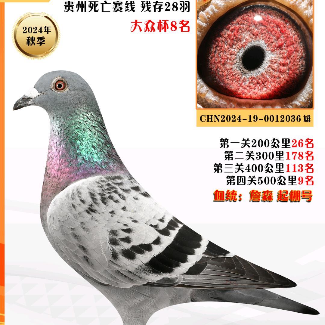 福鼎鸽业 _