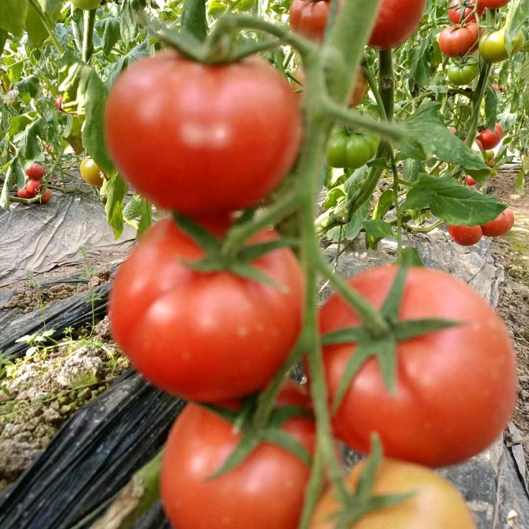 河津城东云岗种植园