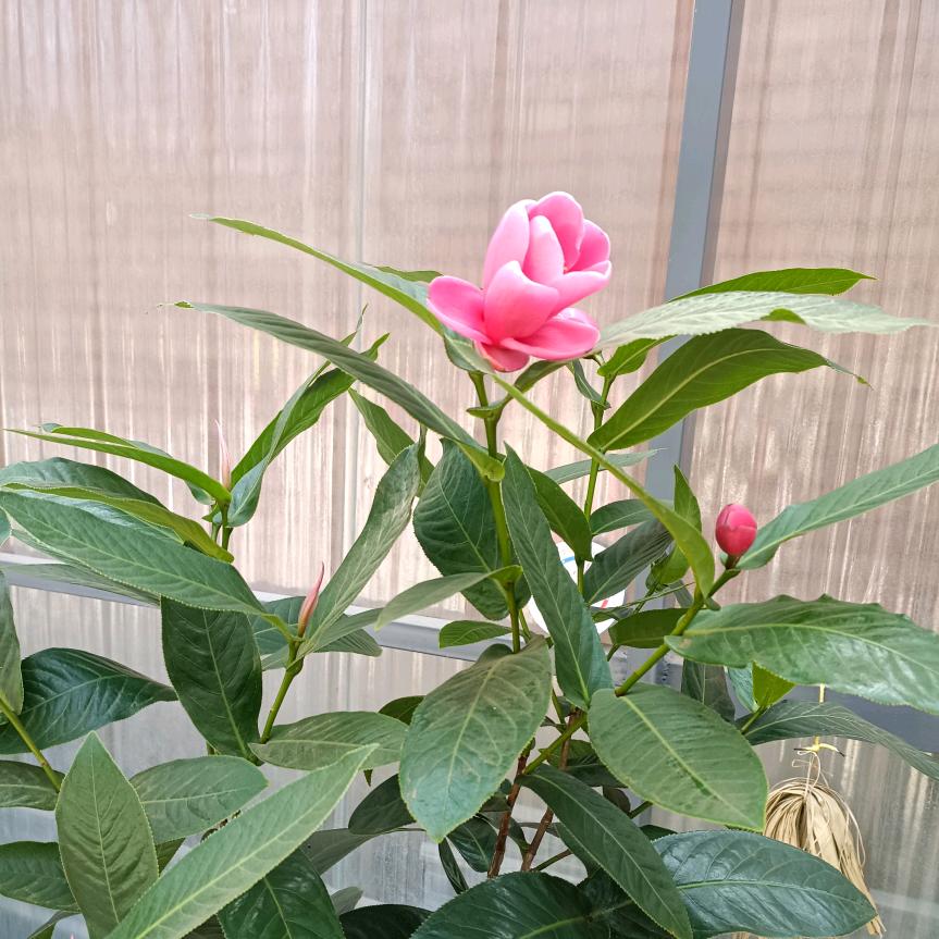 子鉴