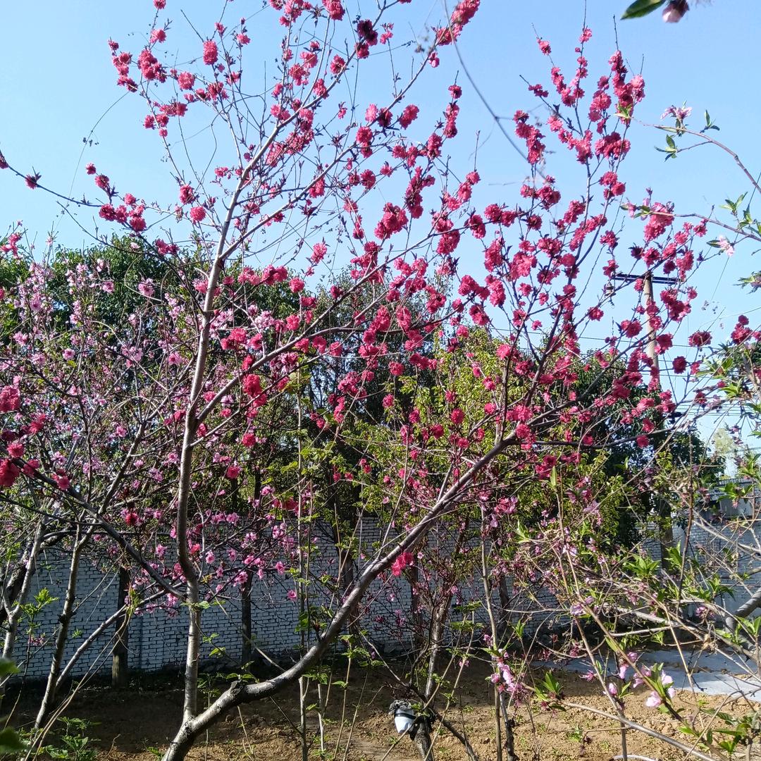 玛卡菌源头场