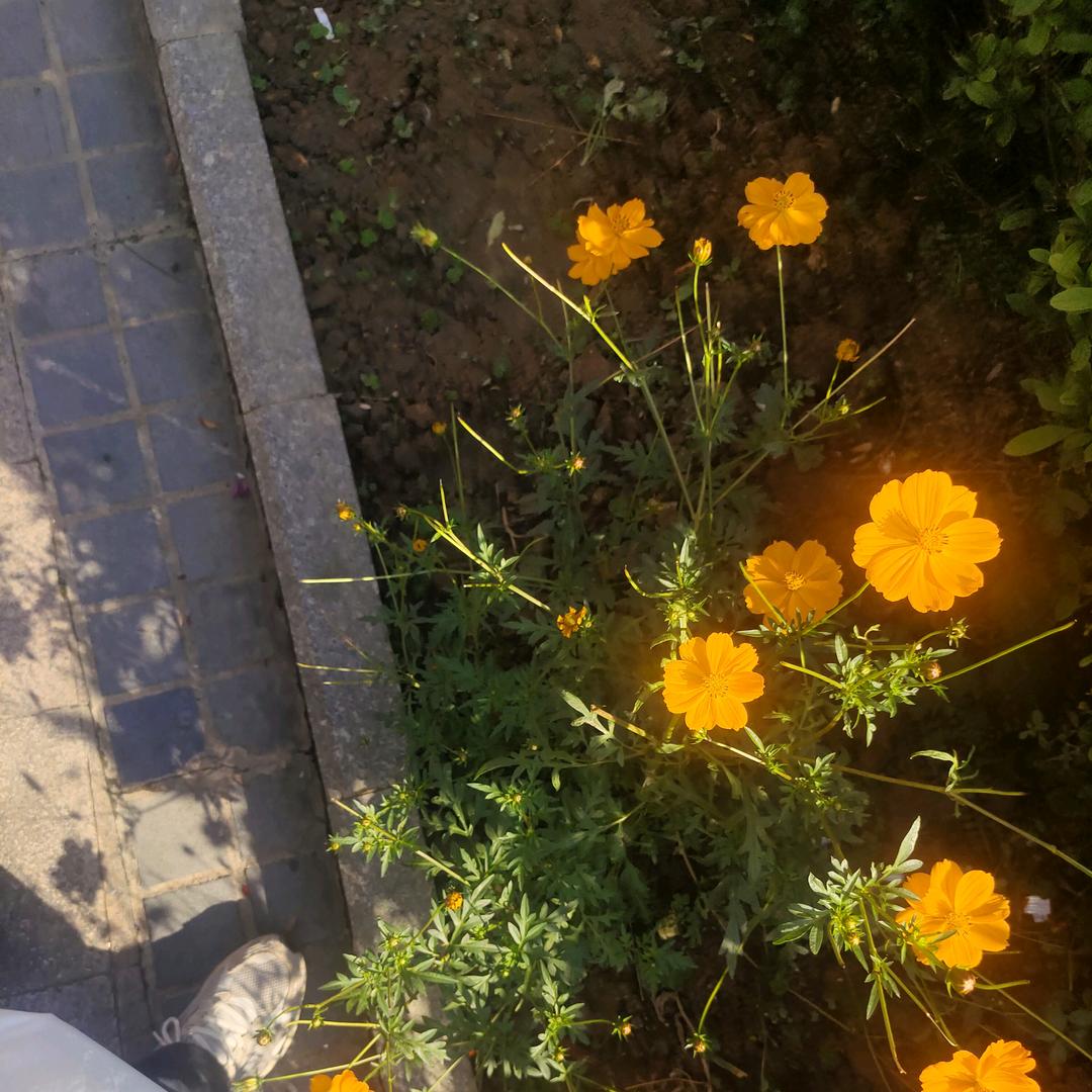 🌈干饭积极分子