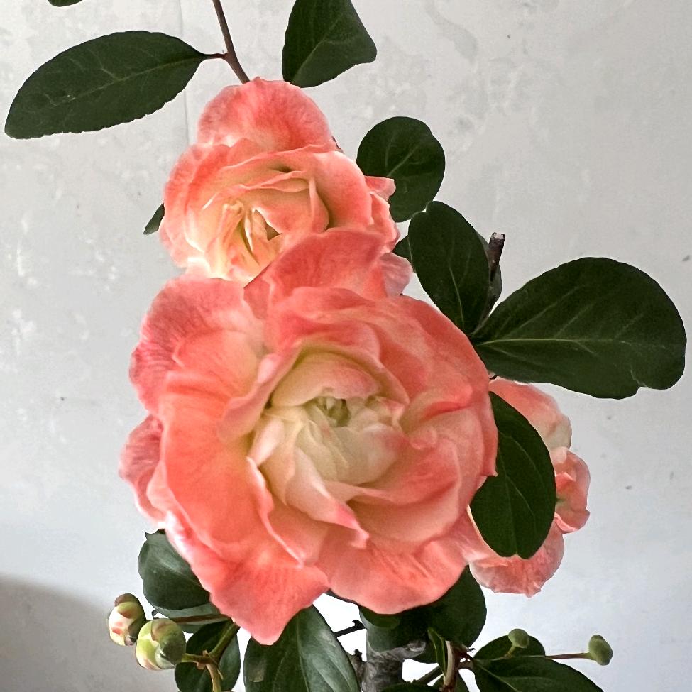 喜欢海棠的小趴菜