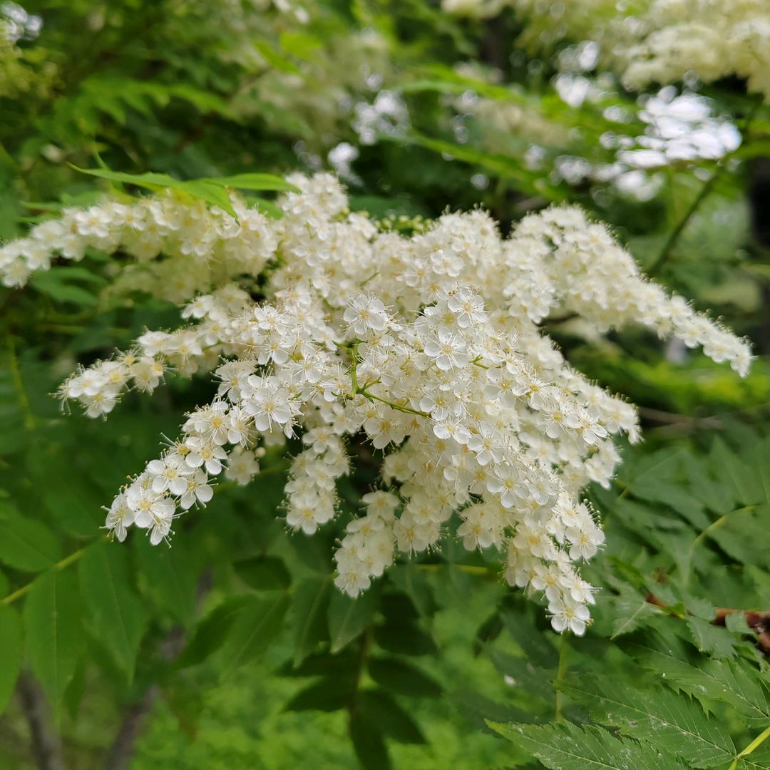 我用一生一世为你祈祷