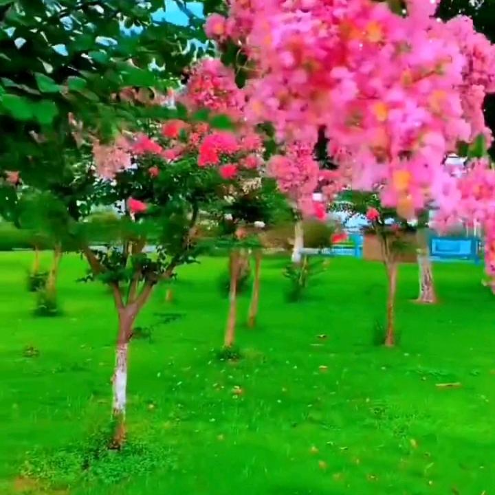 看跳舞