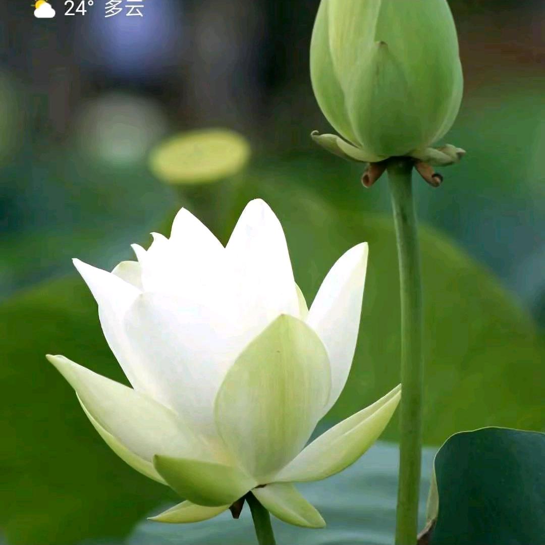 开心1187