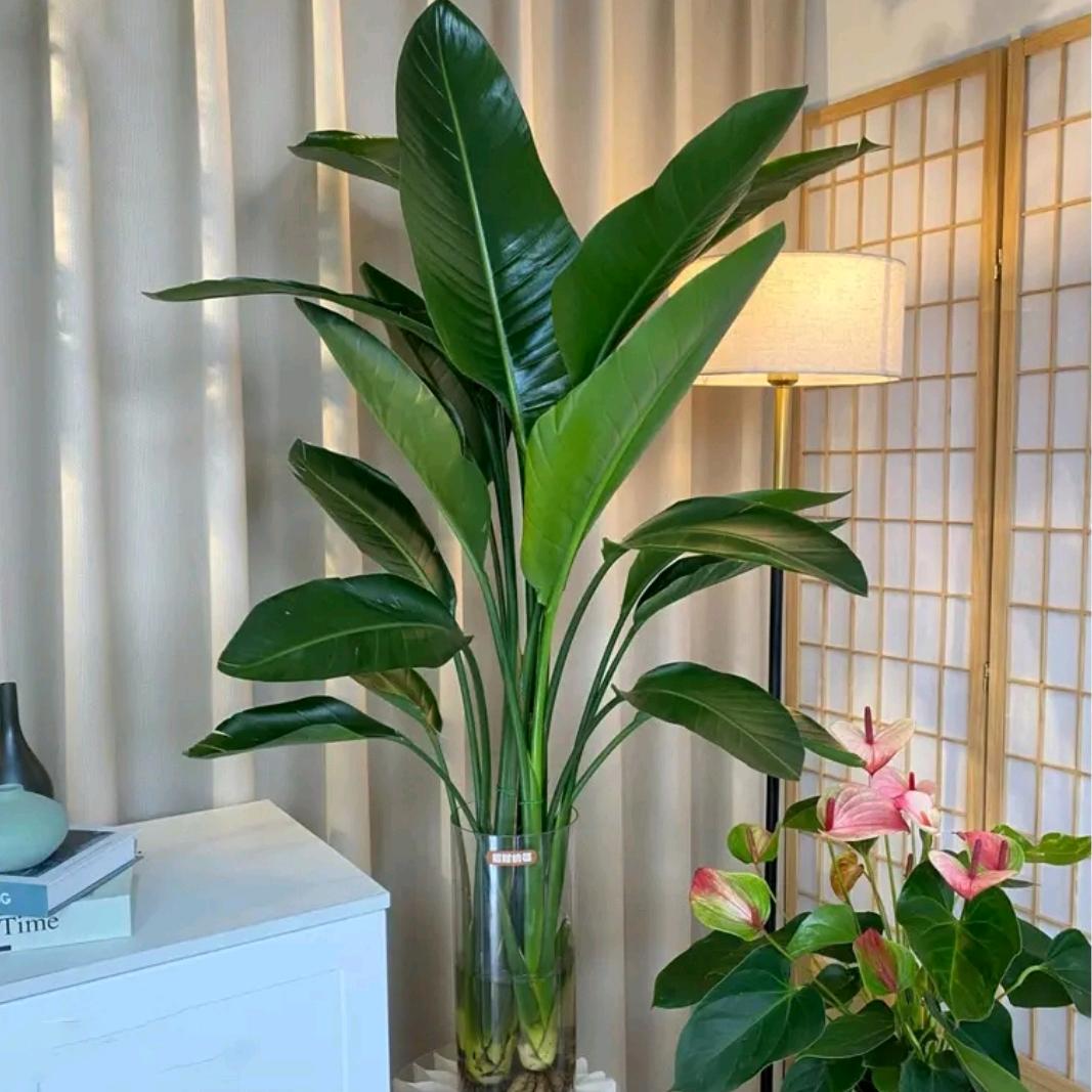 懒人绿植屋