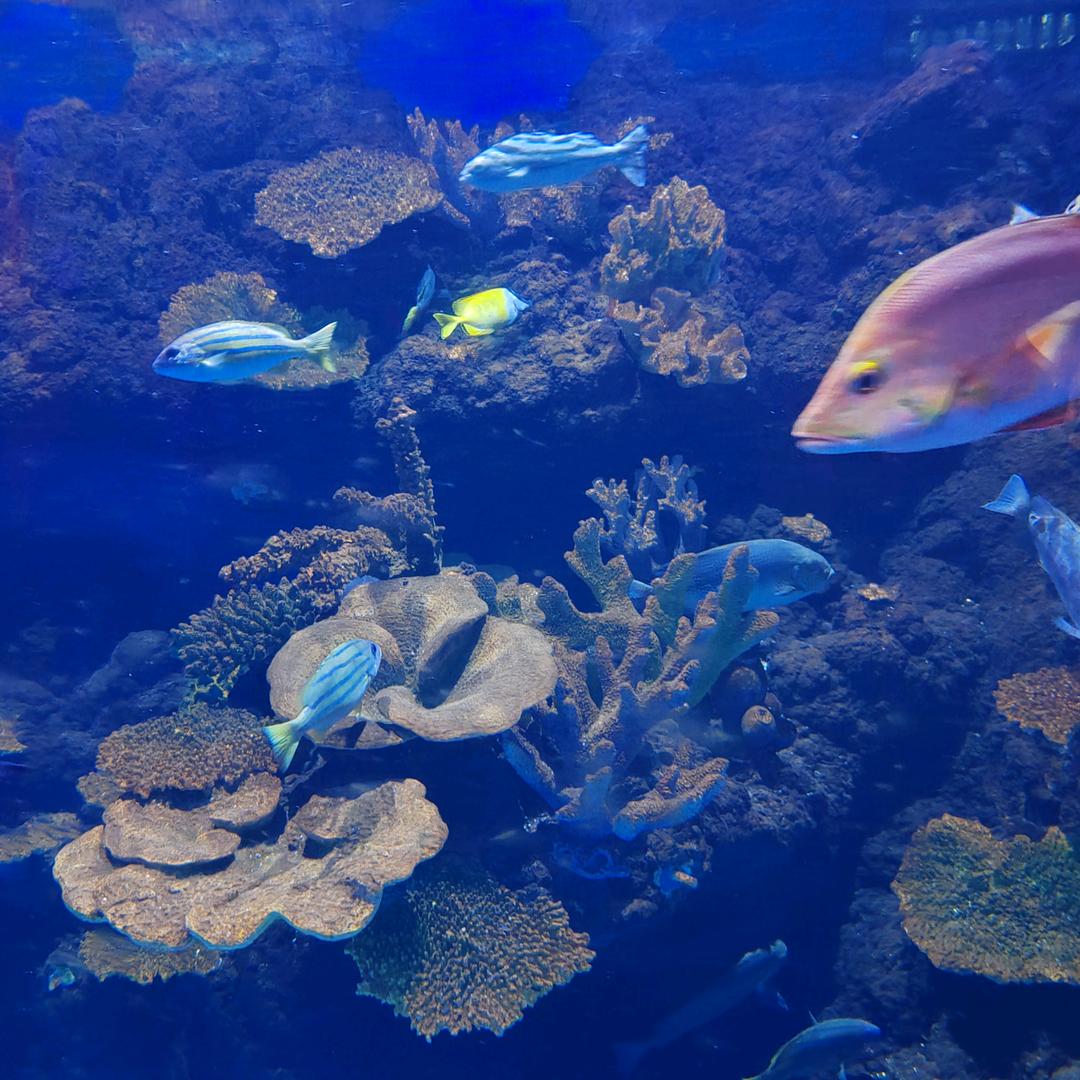 正宗 逍遥胡辣汤