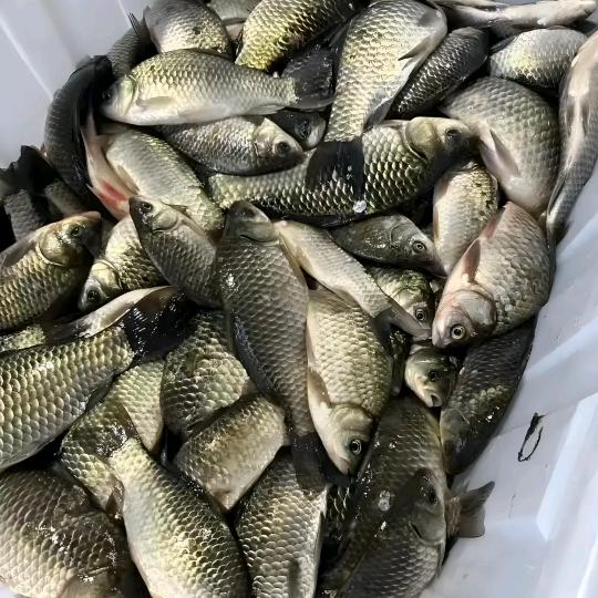 饵料酒米工厂