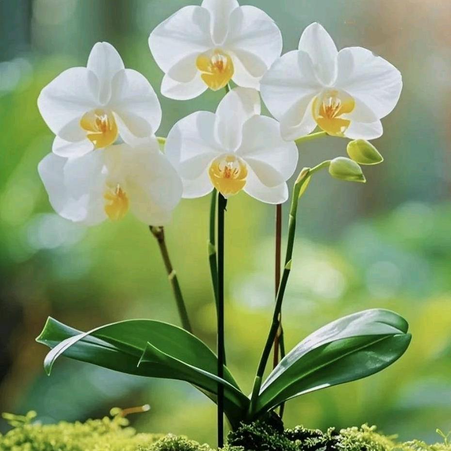 洛阳洁都洗涤公司  (家电清洗)  会会