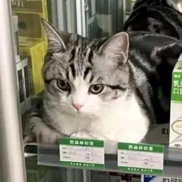 小Cm酱
