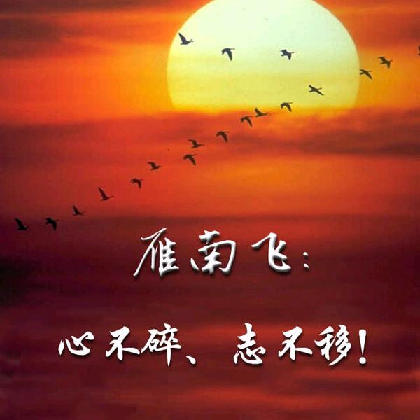 雁南飞🔥