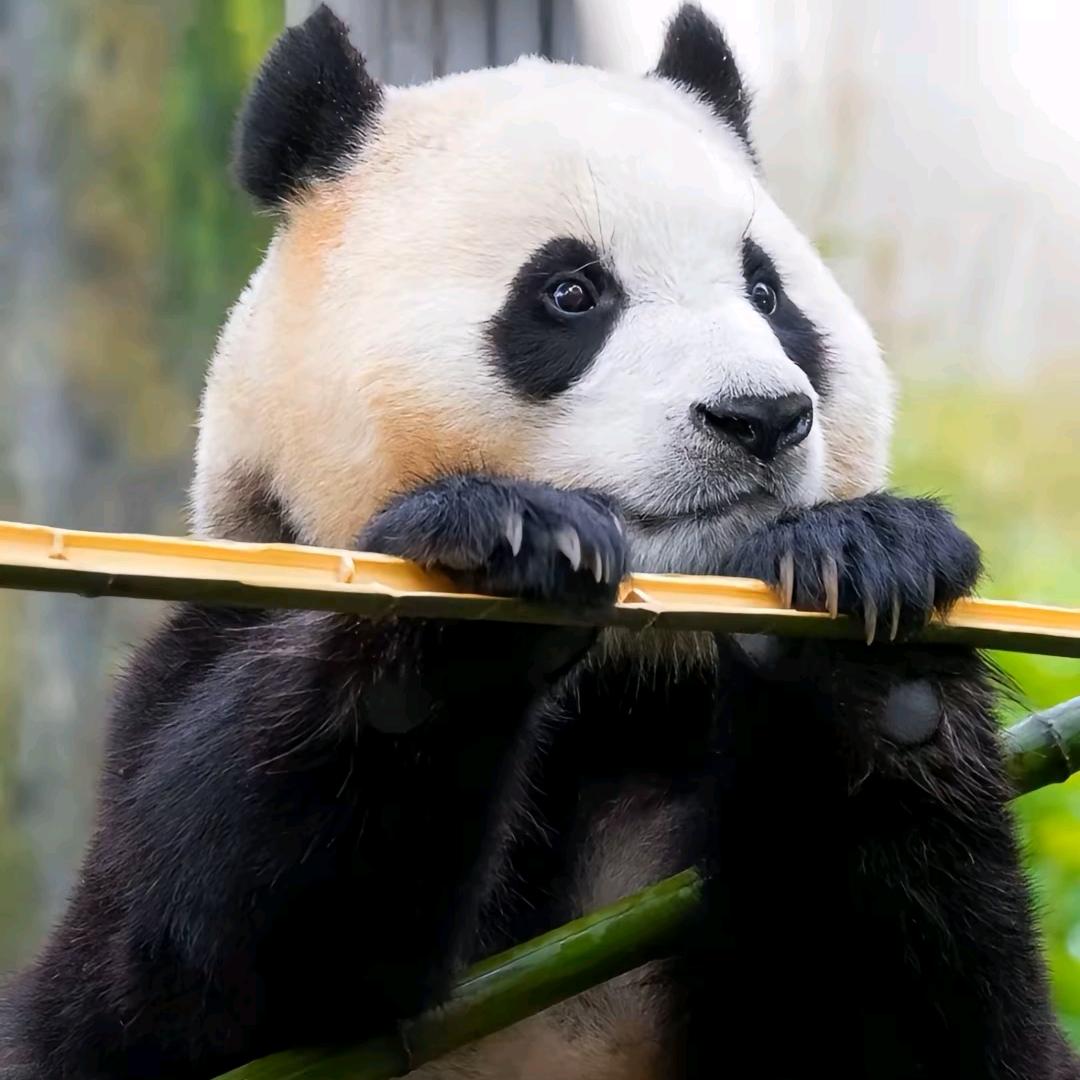 胶州乡下妹
