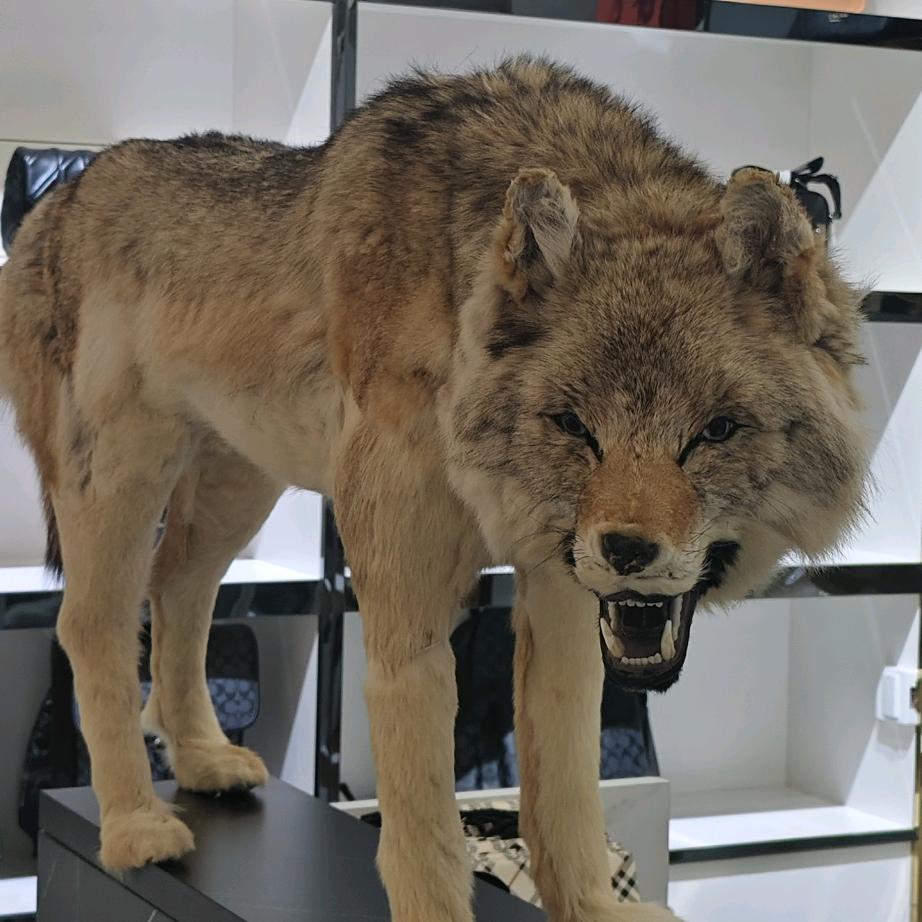 跨境美妆找老狼🐺