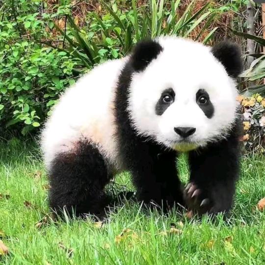 小苹果