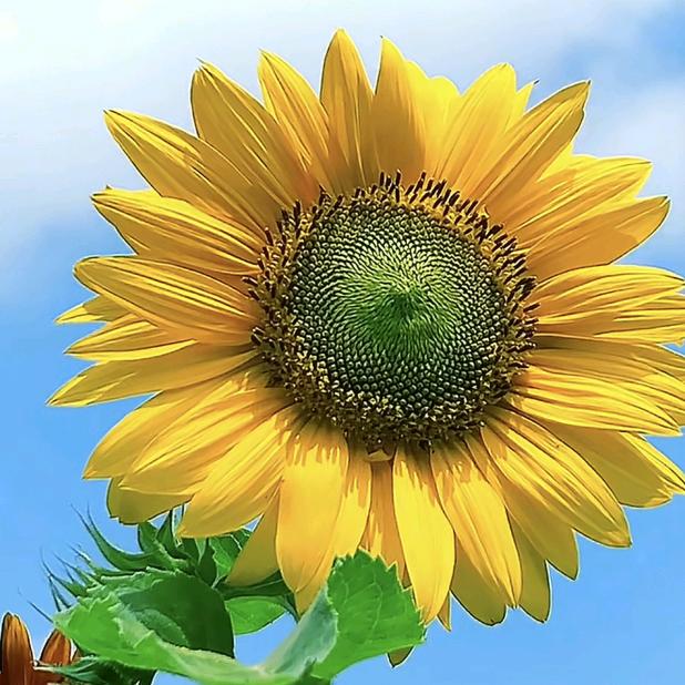 向日葵🌻