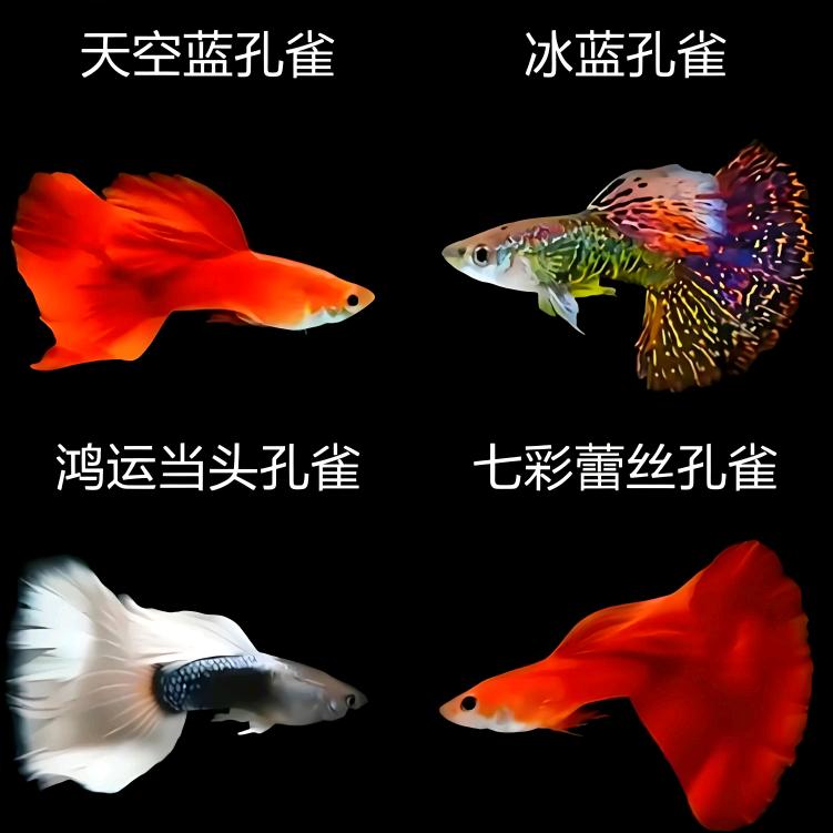 岁月如歌!