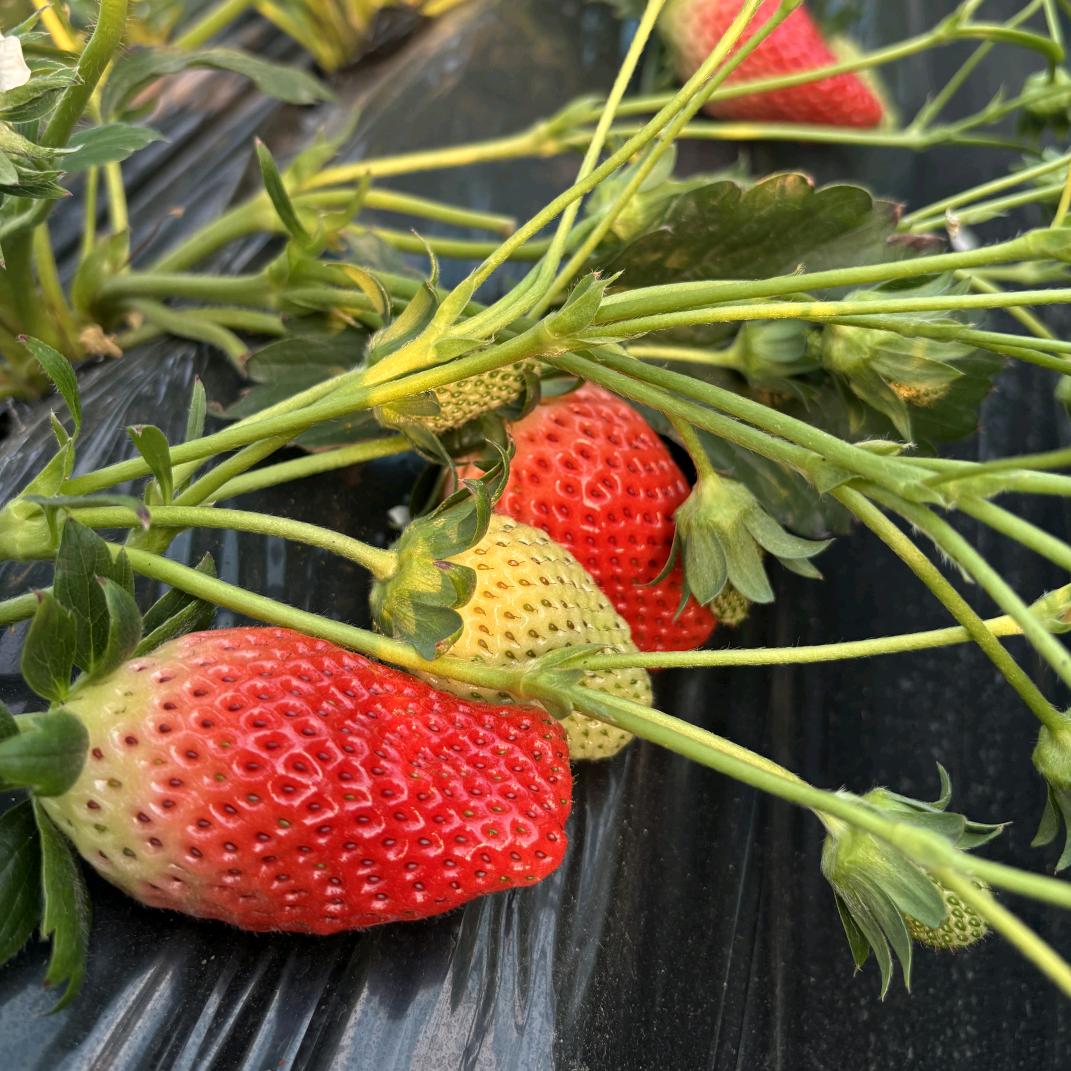 河南农大高科生物科技有限公司