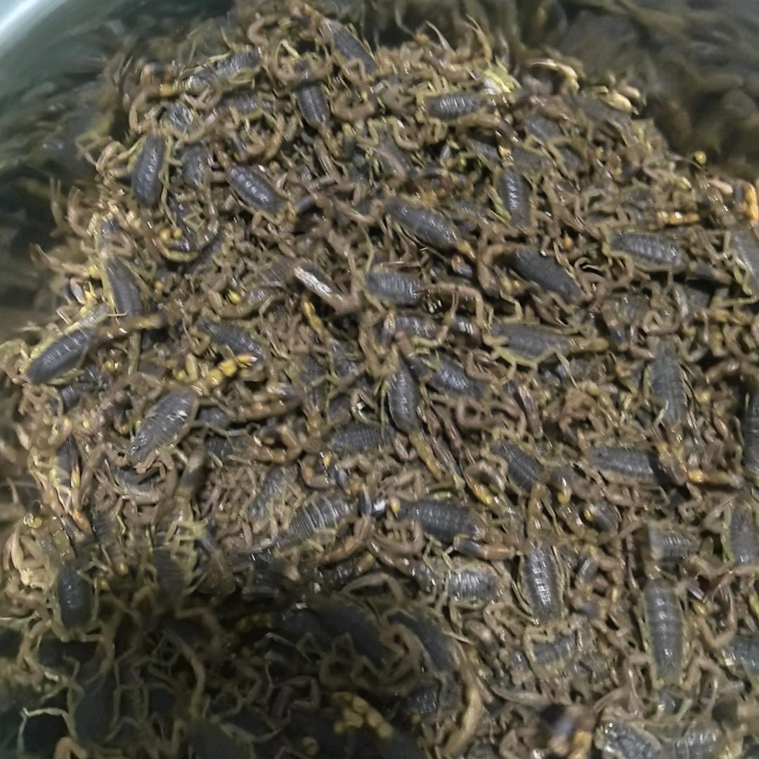 荥阳市怡棵种蝎培育基地