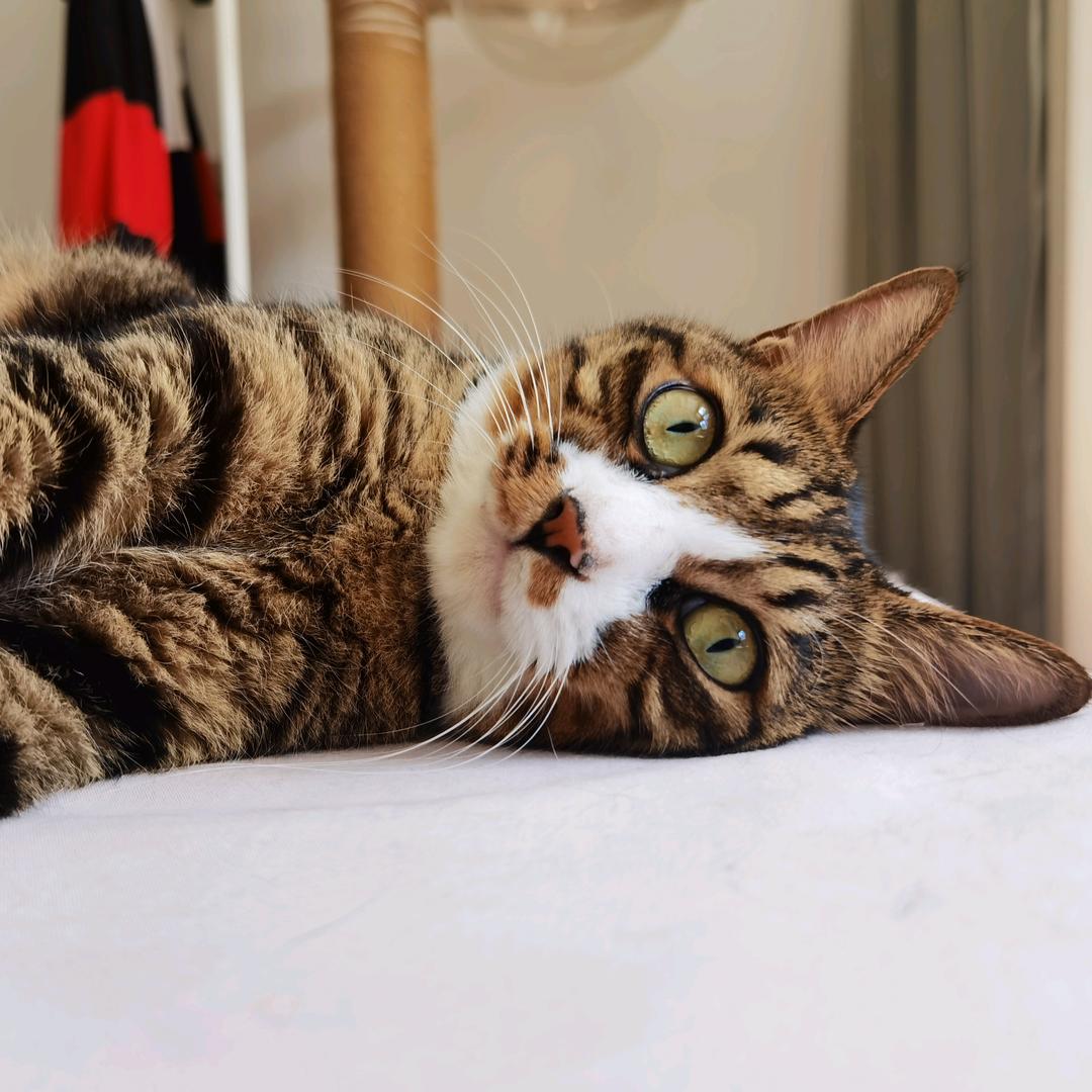 小栗子是只狸花猫