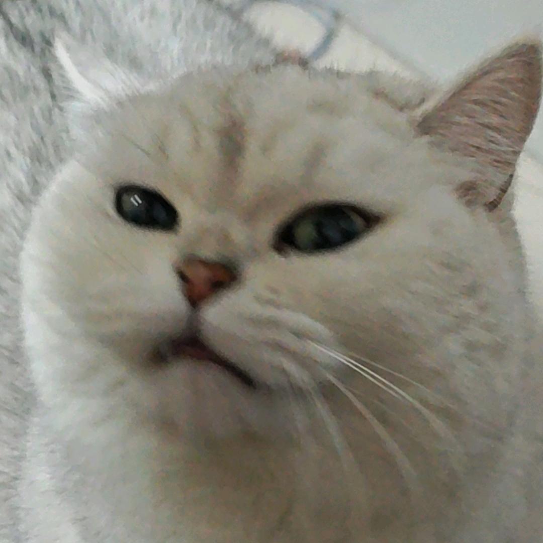 毛茸茸橘子