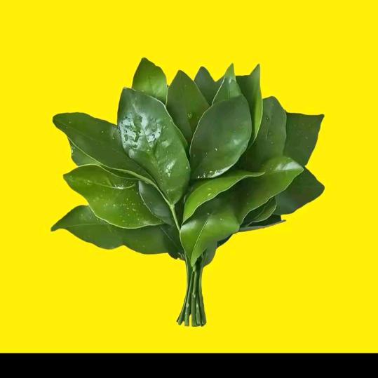 张娟吖