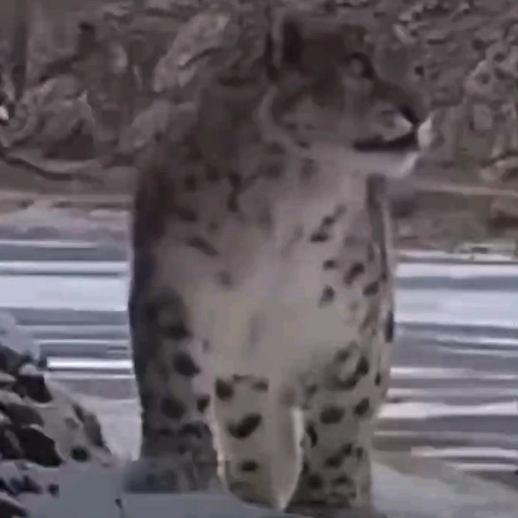 雪豹🐆