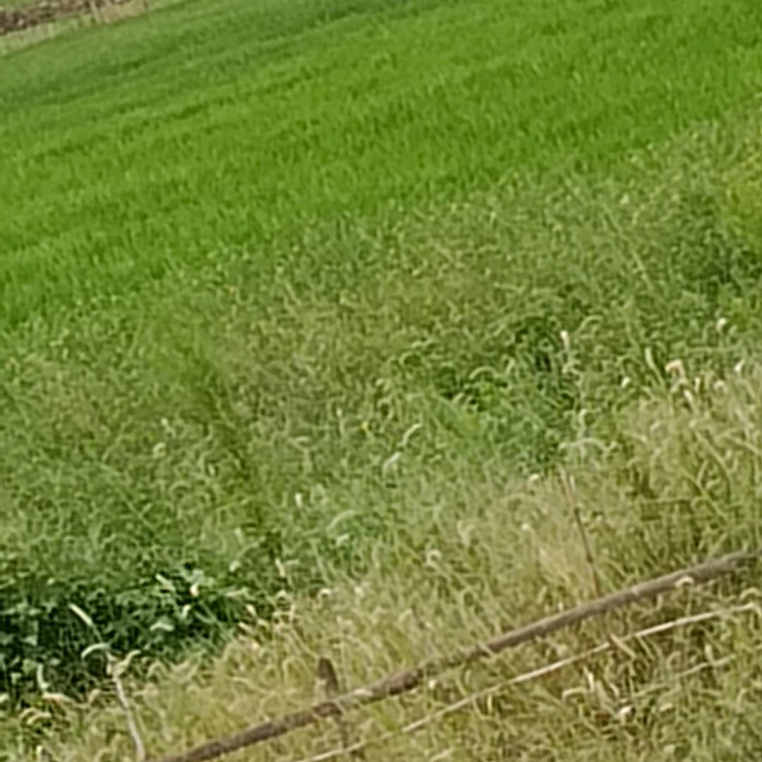 无言的明天