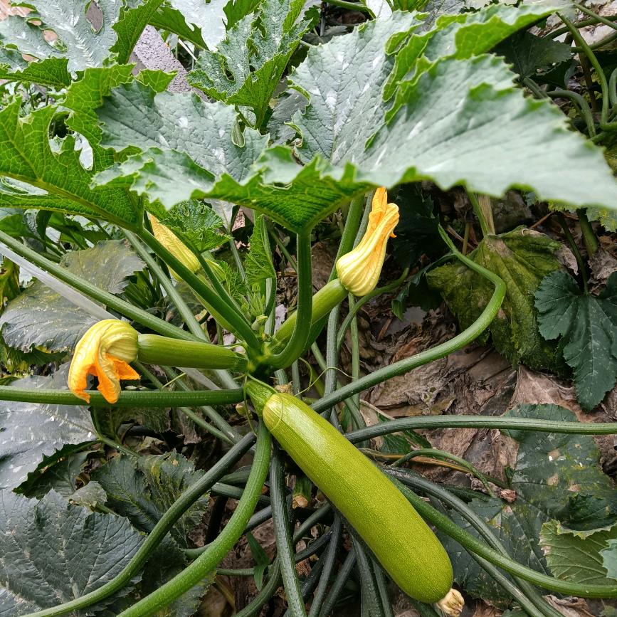 西葫芦哥头像