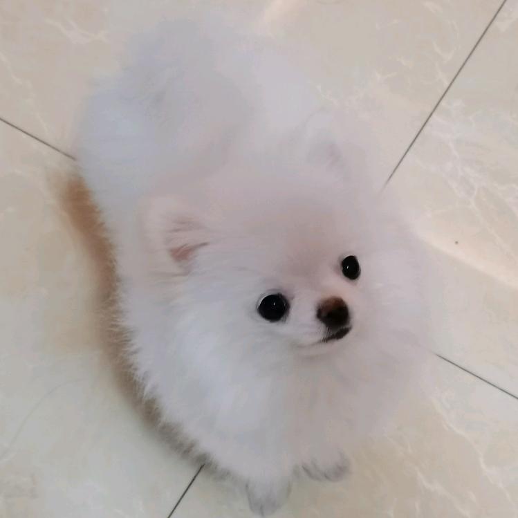 噜啦啦噜啦啦噜啦噜啦嘞