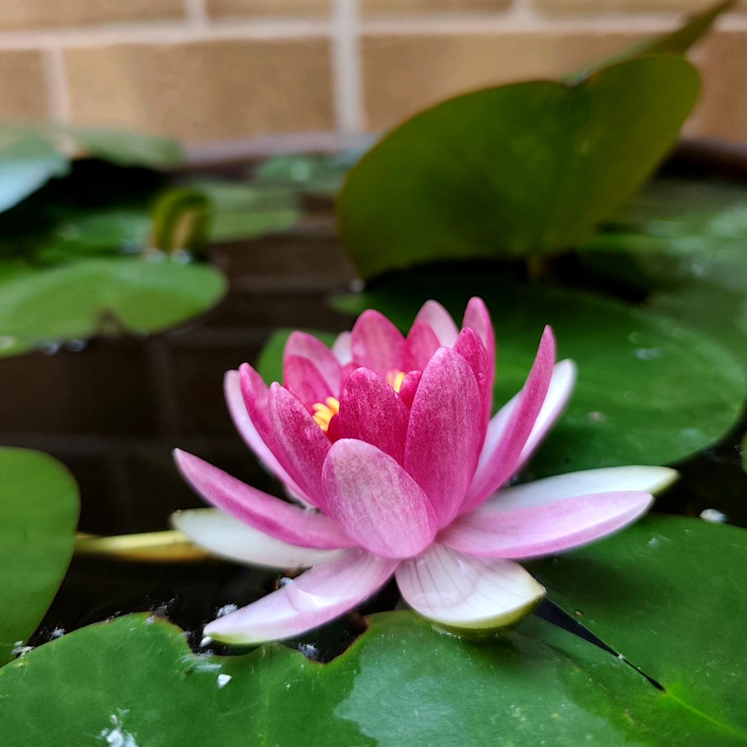 紫罗兰