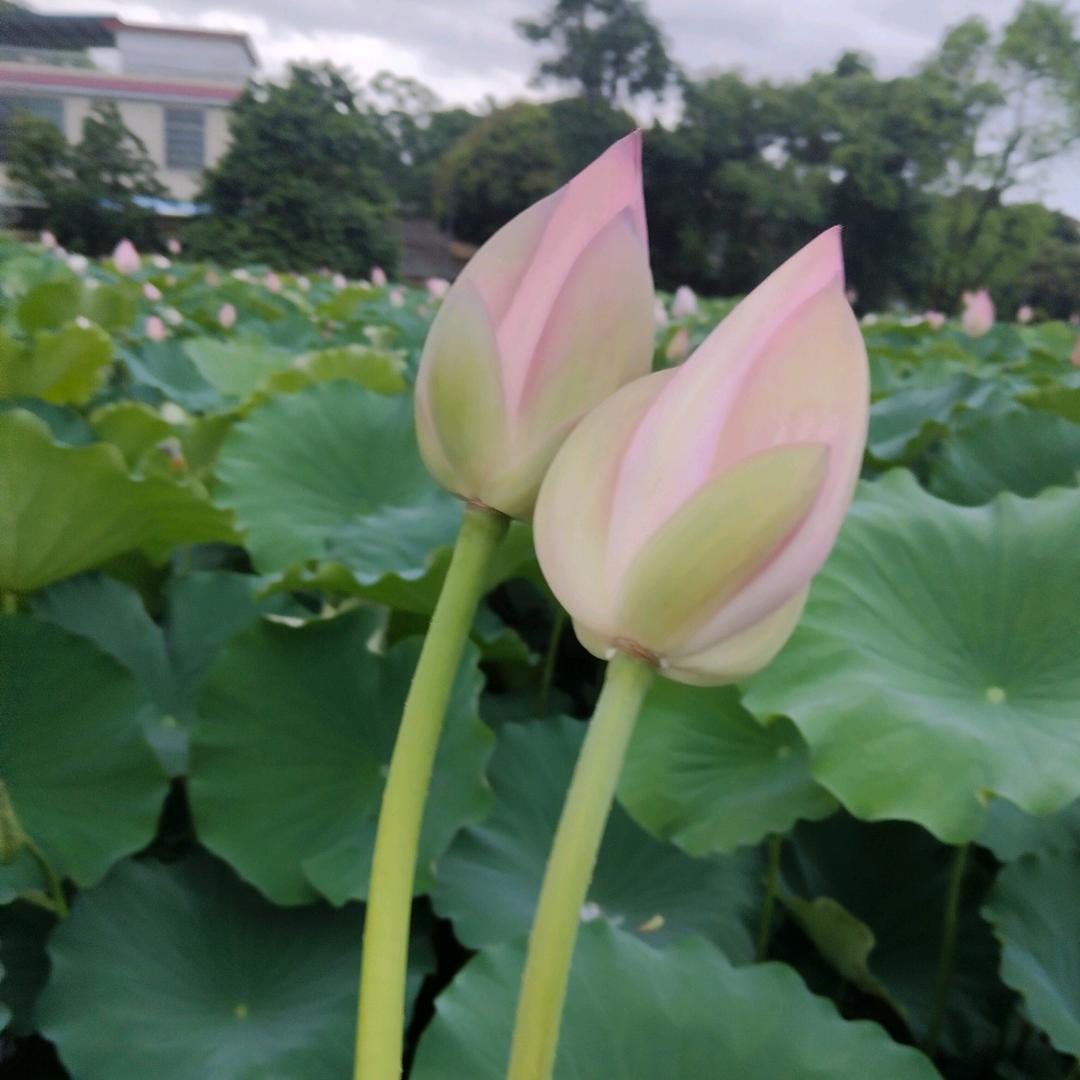 ღ᭄💞໑ຼ25💕