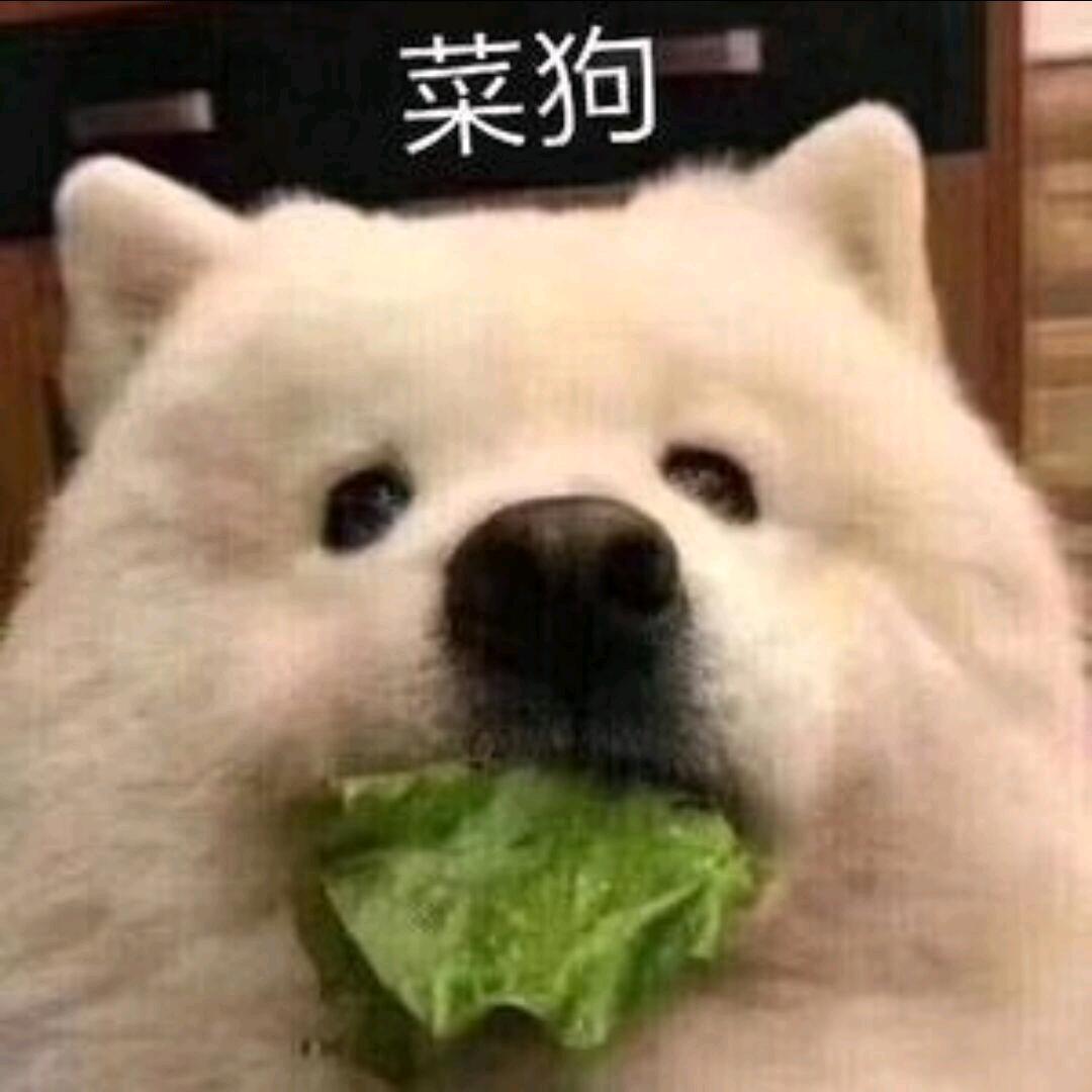 菜狗在哪在这