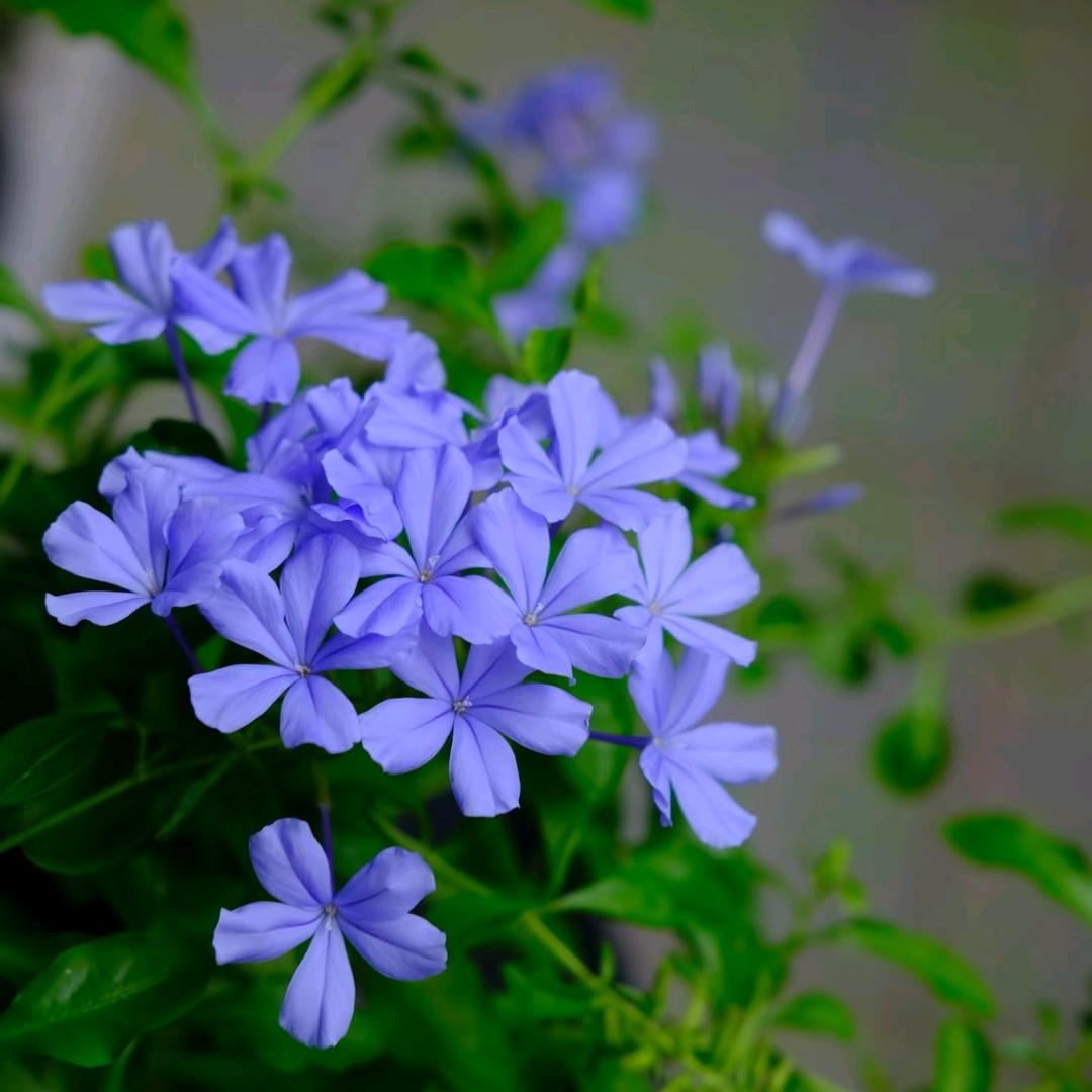 ꦿ໊青逸᭄非梵᭄ꦿᩚ٭