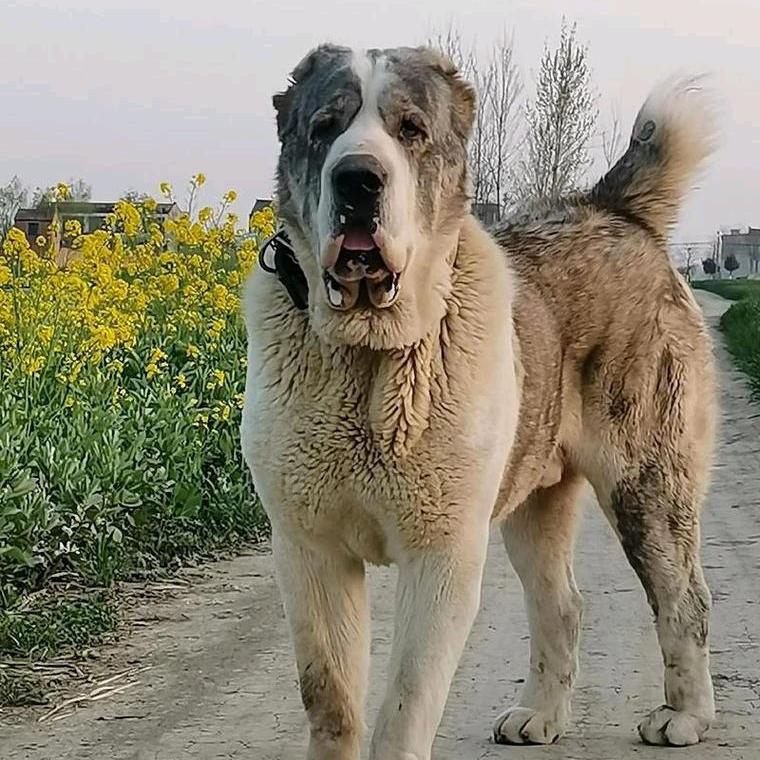 特大型犬 中亚犬