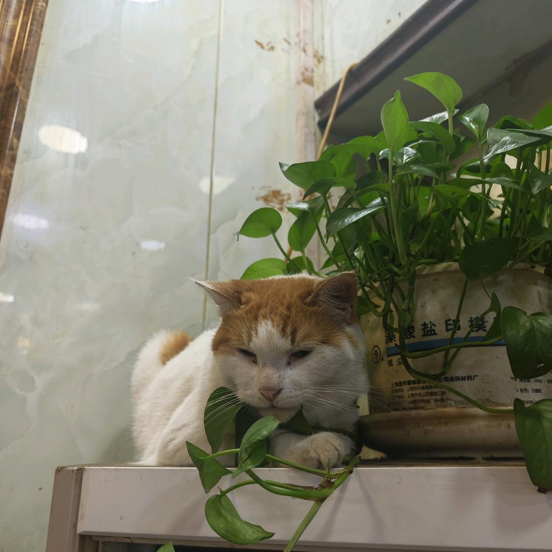 玲