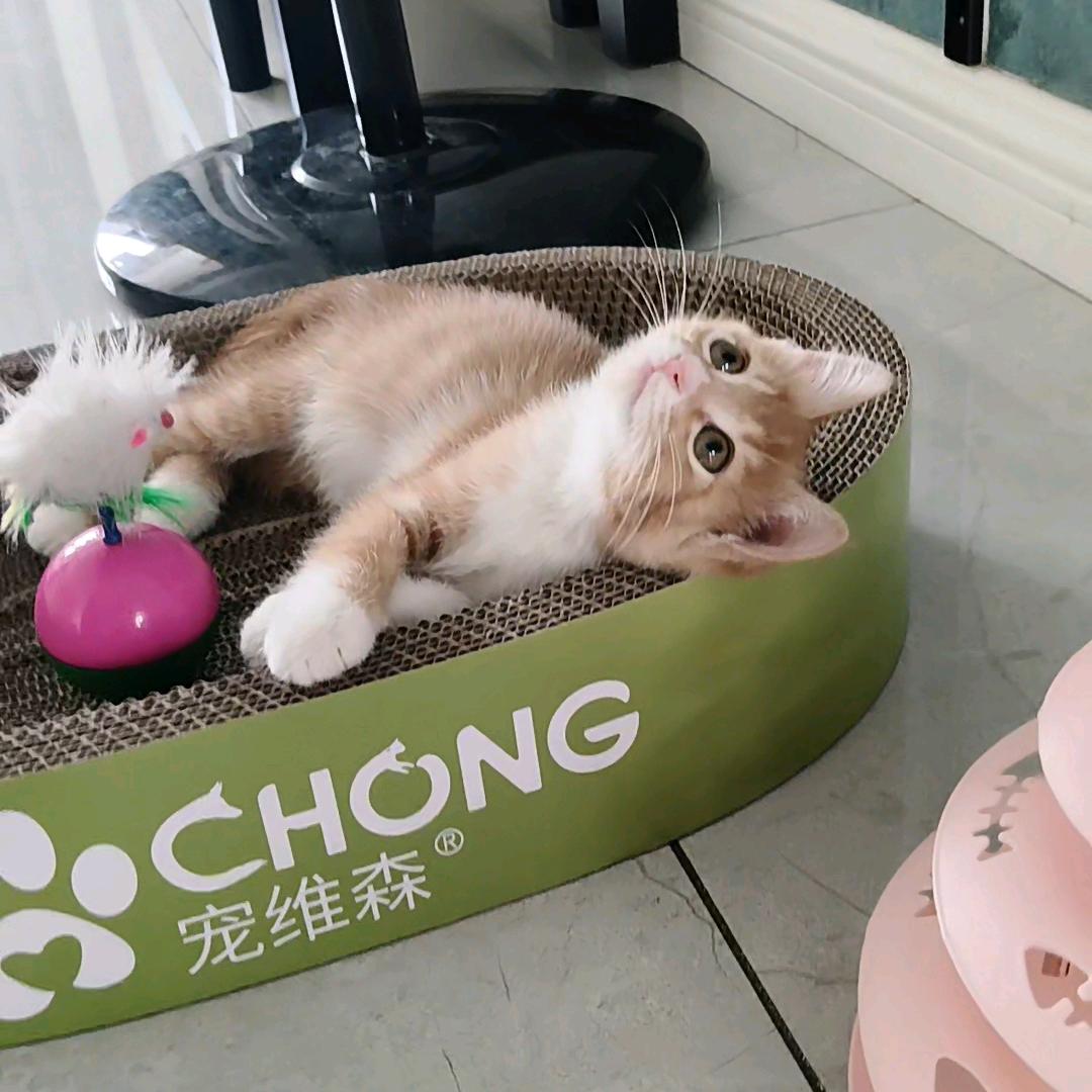 墨染青衣